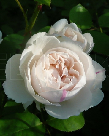 Роза английская `Винчестер Кэсидрал`, Rosa (S) `Winchester Cathedral ...